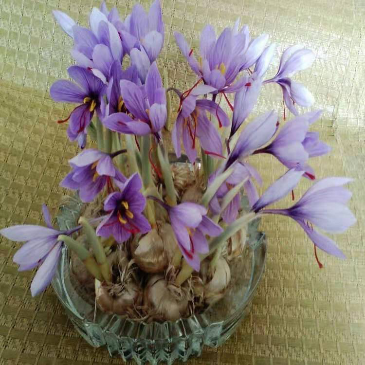 紫薇种子 紫藤种子 量大优惠 名贵药材藏红花种子  藏红花种植管理技术 同创药材