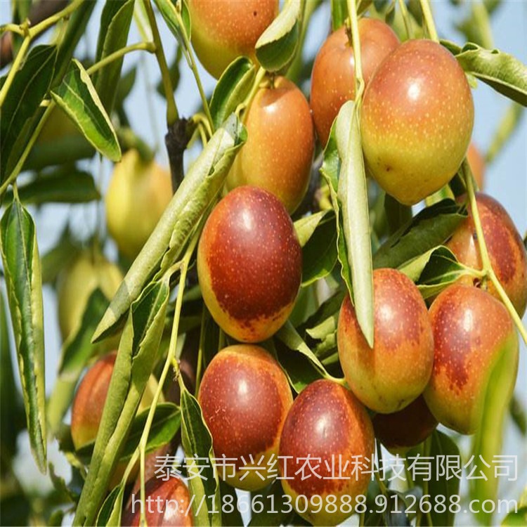 兴红农业出售枣树苗 1公分枣树苗价格 新品种枣树苗货源充足图片