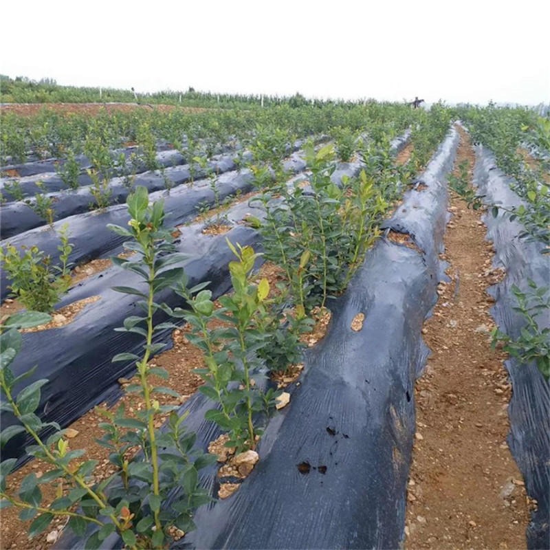 适合北方南方种植蓝莓苗 大量出售蓝莓苗带营养杯