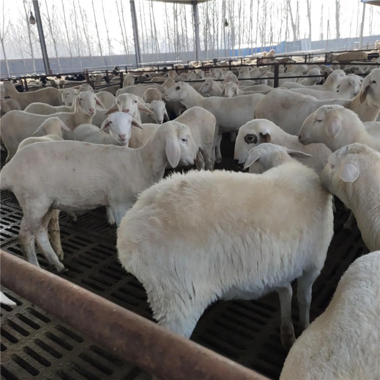 纯种湖羊种羊批发 湖羊育肥羊肉羊 龙翔 湖羊种羊价格 5个月改良小尾寒羊种羊