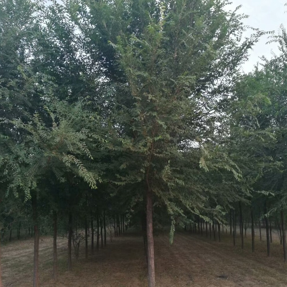 2020年苗圃批发 行道树 10-12公分榆树  榆树苗  优质白榆树 河北基地直销 量大价格低