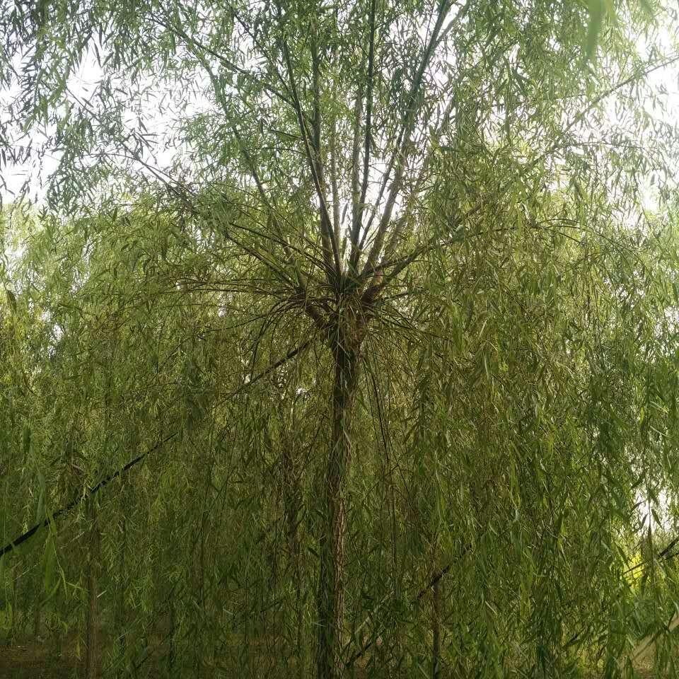 地锦 垂柳树苗 23公分垂柳价格 苗木种植