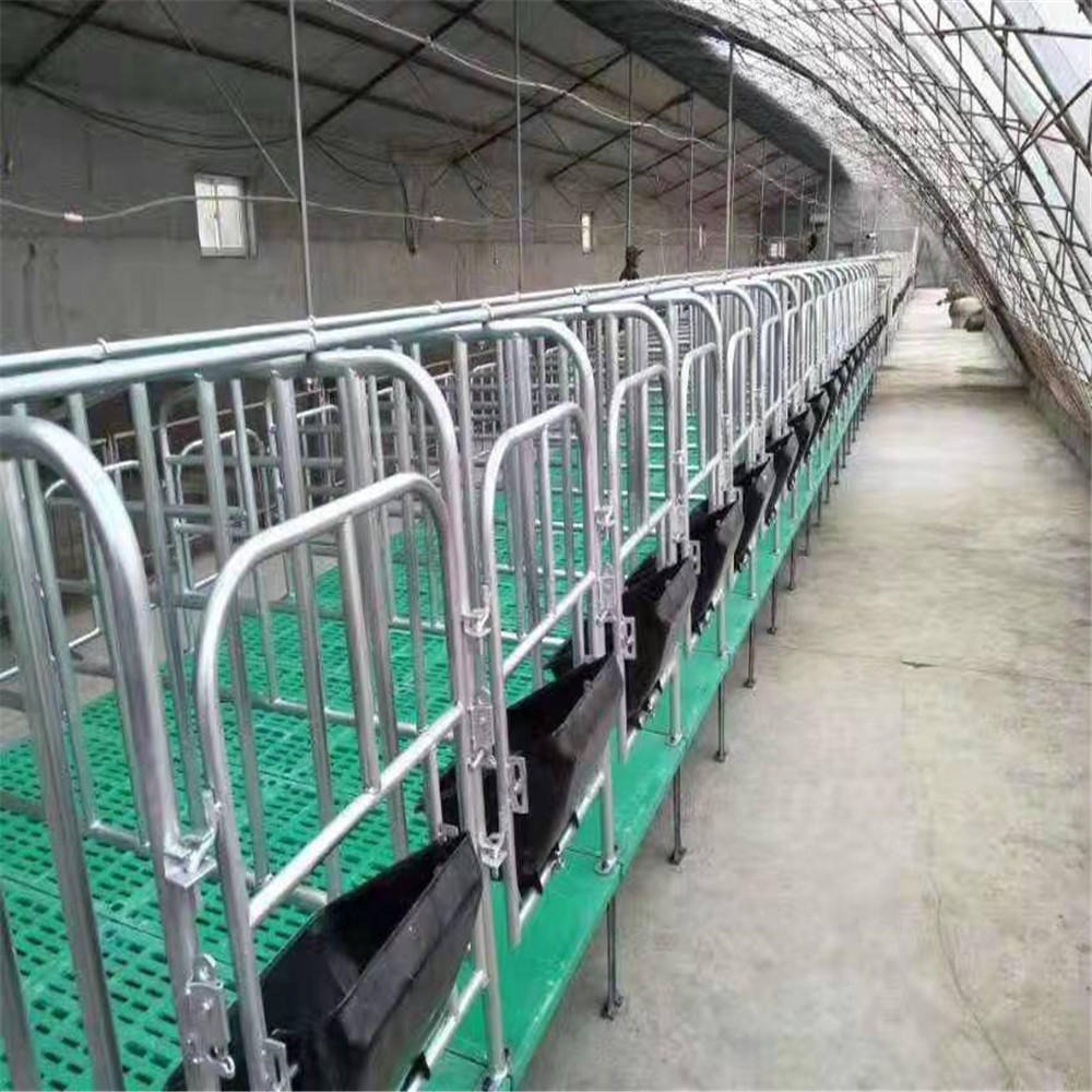 母猪高床限位栏 养猪设备生产厂家 母猪定位栏批发 世昌畜牧