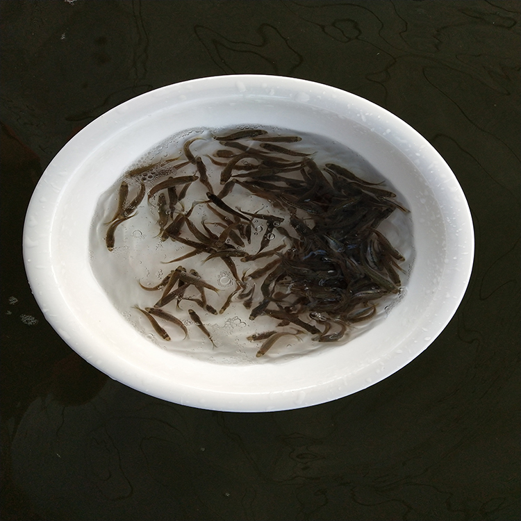 中渔水产 淡水鱼苗 3-4厘米鲈鱼 现货供应