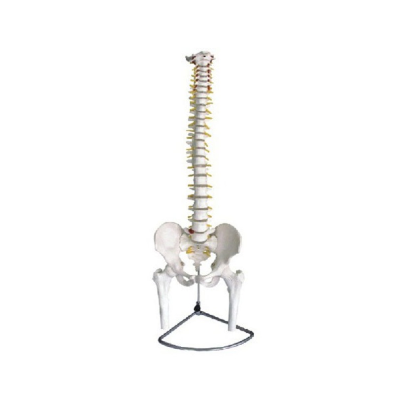 脊椎带骨盆附半腿骨模型实训考核装置  脊椎带骨盆附半腿骨模型实训设备 脊椎带骨盆附半腿骨模型综合实训台图片
