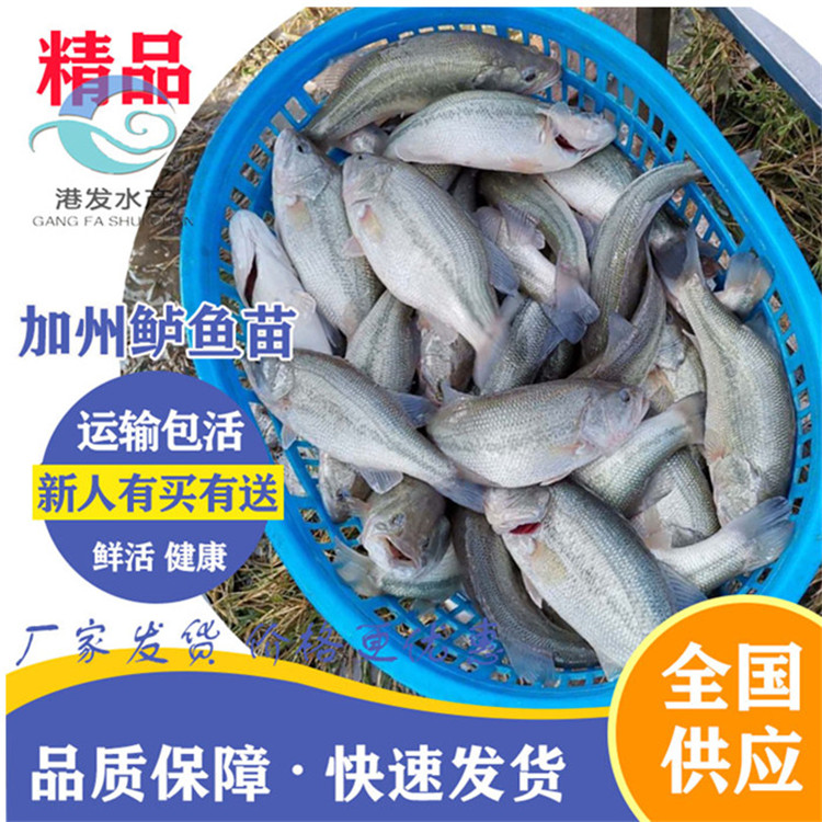 提供质优加州鲈鱼苗 福建福州大规格鲈鱼苗6-7厘米 鱼苗品种多规格匀
