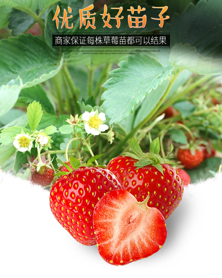 适合南北方种植天仙醉草莓 红袖添香草莓 抗旱抗涝 保证成活率示例图2