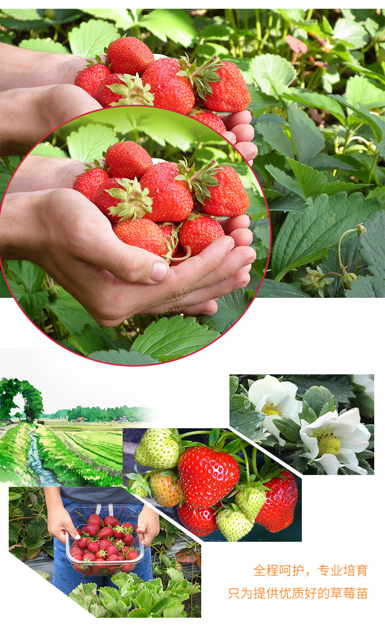 适合南北方种植天仙醉草莓 红袖添香草莓 抗旱抗涝 保证成活率示例图4