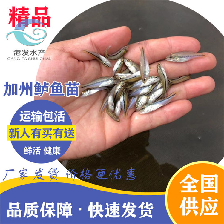 鲈鱼苗批发出售 广东清远大规格鲈鱼苗6-7厘米 鲈鱼鱼苗养殖密度