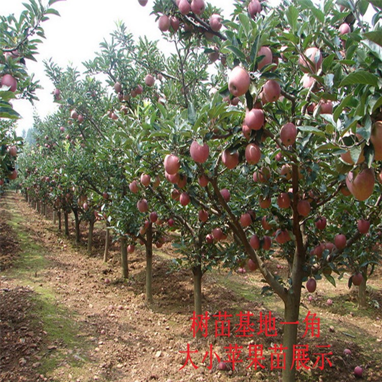 瑞普丽苹果嫁接苗 盆栽矮化苹果苗 黑钻苹果树苗 苹果树苗产地