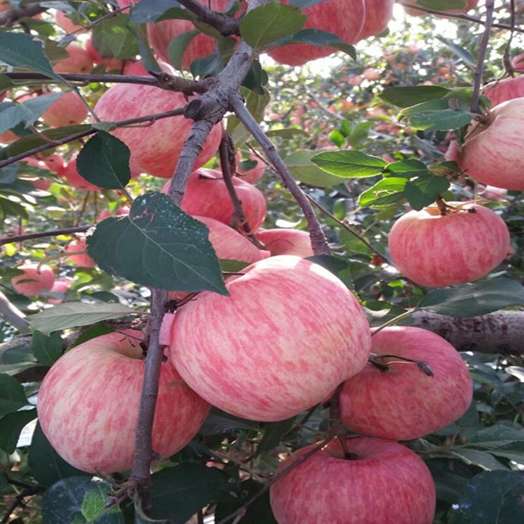 矮化盆栽苹果树 果树苗地栽室内南北方种植冰糖心苹果苗当年结果苗图片