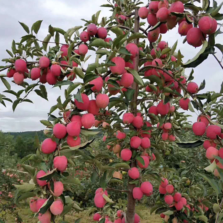 冰糖心苹果树苗 盆栽矮化苹果苗 特大耐寒红富士苹果苗 红肉苹果苗
