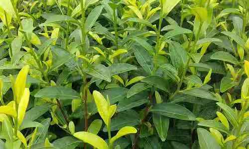 金镶玉茶树品种图片