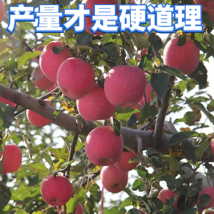烟富八号苹果苗价格 庭院地栽红苹果苗 特大耐寒红富士苹果苗 红肉苹果苗