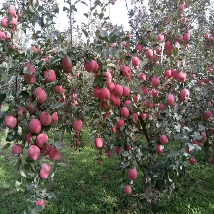 烟富八号苹果苗价格 山东种植苹果树苗 地栽当年结果苹果树苗 地栽苹果树苗