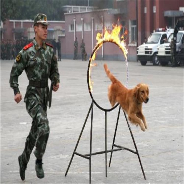 梅州工作犬训练器材,加工定制警犬器材,有货,