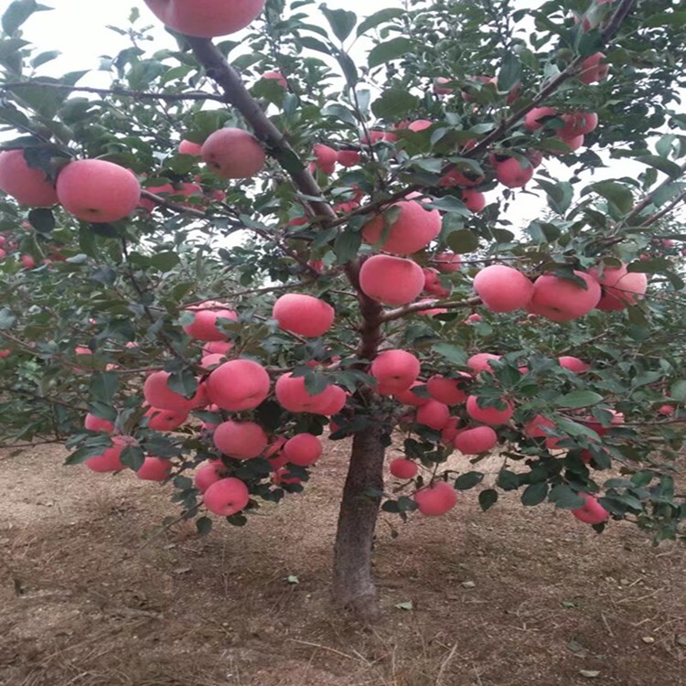苹果树苗嫁接苗南方北方种植盆栽地栽红富士冰糖心矮化苹果苗包邮