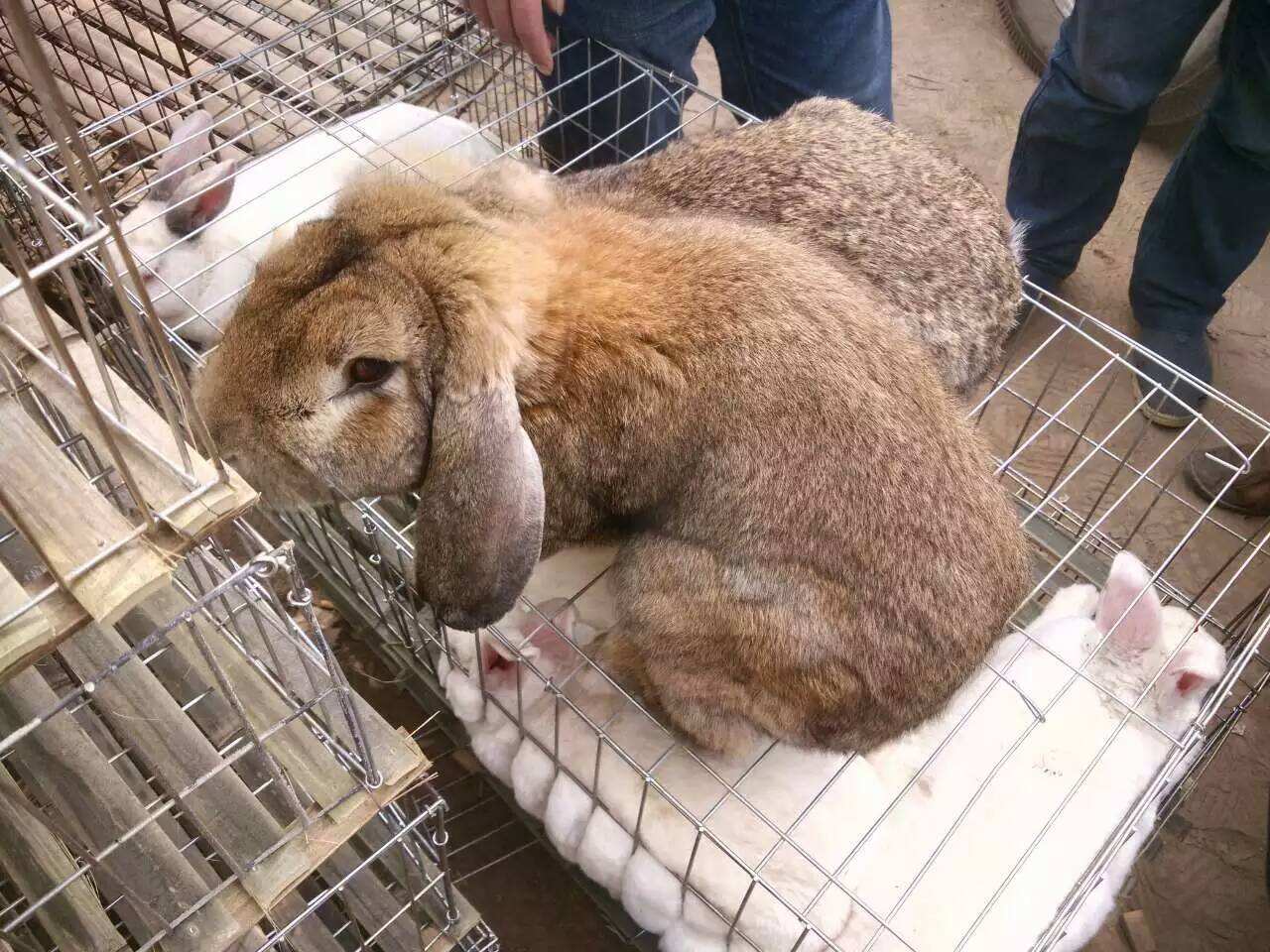 我要出售公羊兔图片