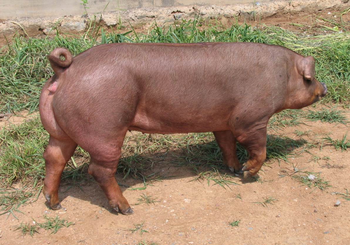 黑毛杜洛克种公猪图片图片